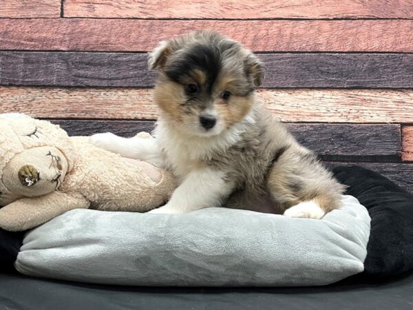 Miniature Australian Shepherd/Poodle-DOG-Male-Blue Merle-24178-Petland Scottsdale, Arizona