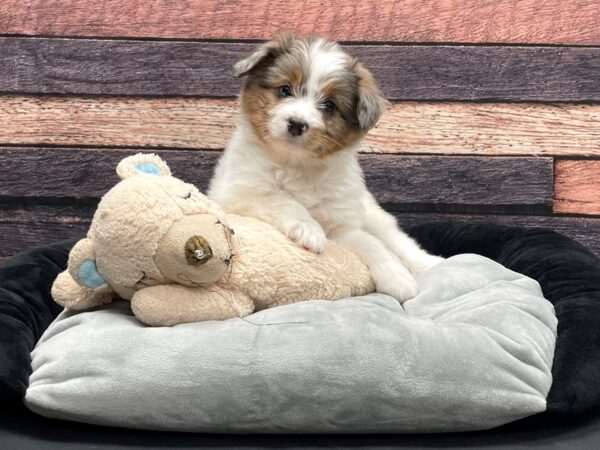 Miniature Australian Shepherd/Poodle-DOG-Female-White / Blue Merle-24177-Petland Scottsdale, Arizona