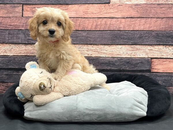 Cavalier King Charles Spaniel/Poodle-DOG-Female-Apricot-24176-Petland Scottsdale, Arizona