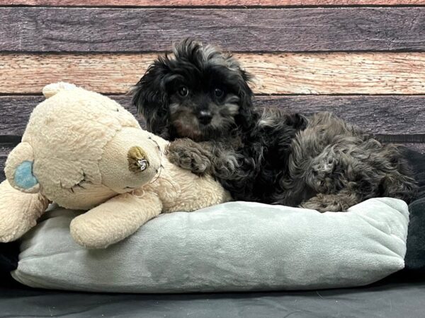 Cavalier King Charles Spaniel/Poodle-DOG-Female-Blue Merle-24175-Petland Scottsdale, Arizona