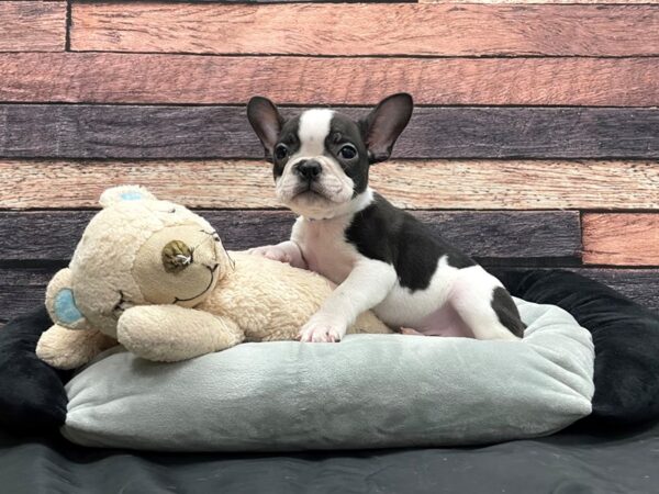 Boston Terrier/French Bulldog-DOG-Male-White Black / Brindle-24174-Petland Scottsdale, Arizona