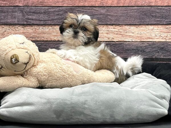 Shih Tzu-DOG-Female-Gold / White-24173-Petland Scottsdale, Arizona
