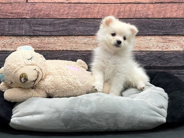 Pomeranian-DOG-Female-Cream-24172-Petland Scottsdale, Arizona