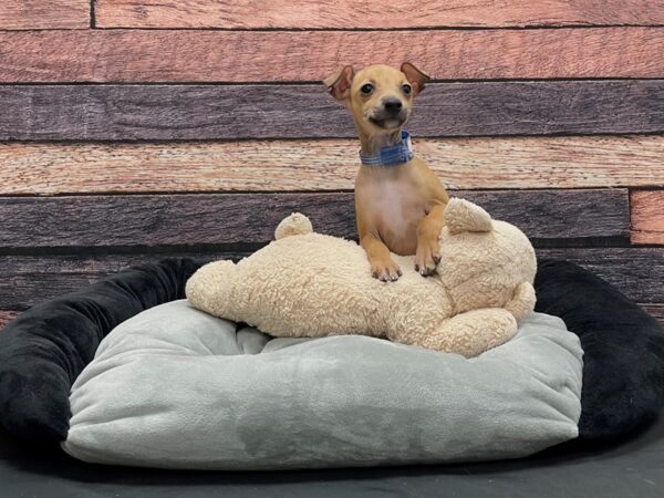 Italian Greyhound-DOG-Male-Fawn-24171-Petland Scottsdale, Arizona