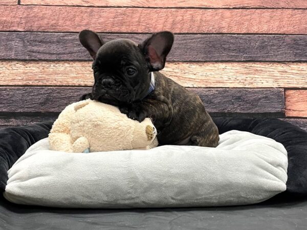French Bulldog-DOG-Male-Brindle-24170-Petland Scottsdale, Arizona
