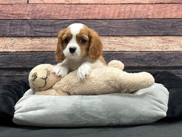 Cavalier King Charles Spaniel-DOG-Male-Blenheim / White-24169-Petland Scottsdale, Arizona
