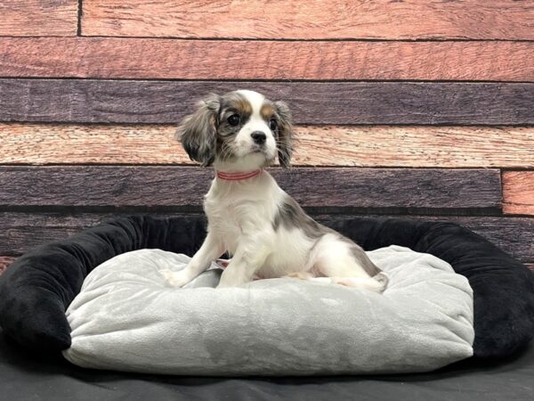 Cavalier King Charles Spaniel-DOG-Female-White / Blue Merle-24168-Petland Scottsdale, Arizona