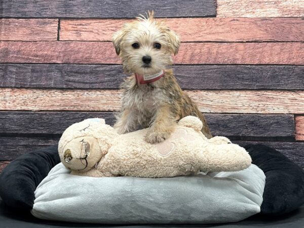 Maltese/Yorkshire Terrier-DOG-Female-Gold-24165-Petland Scottsdale, Arizona