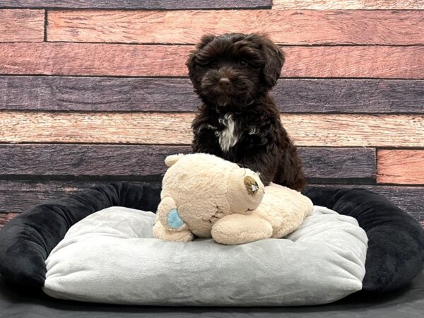 Havanese/Poodle-DOG-Male-Chocolate-24164-Petland Scottsdale, Arizona
