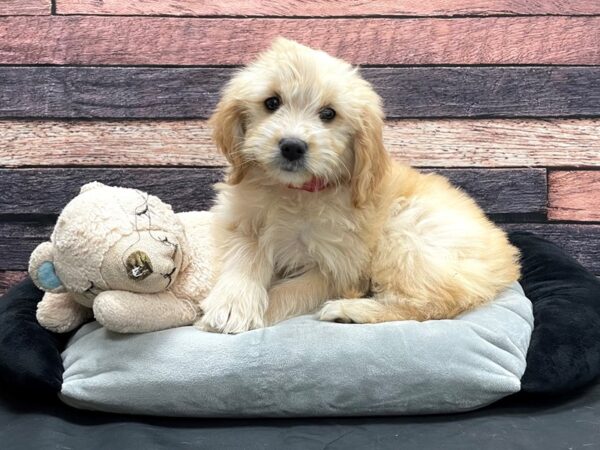 Golden Retriever/Poodle-DOG-Female-Light Golden-24163-Petland Scottsdale, Arizona