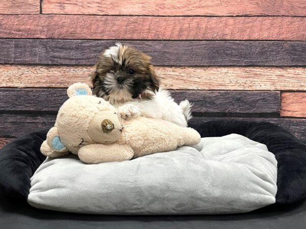 Shih Tzu-DOG-Female-Gold and White-24162-Petland Scottsdale, Arizona