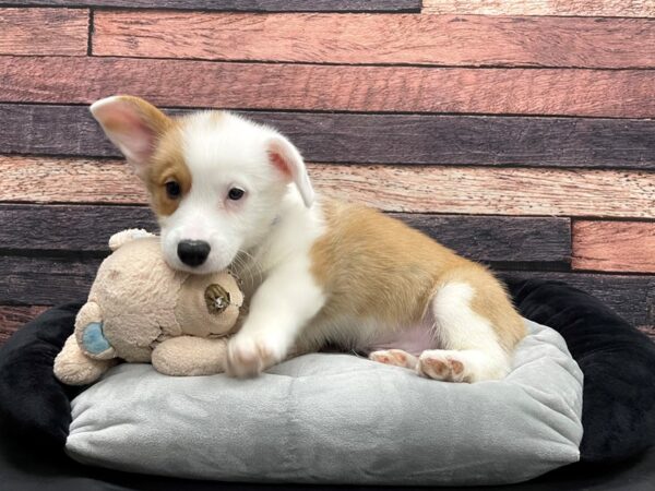 Pembroke Welsh Corgi-DOG-Male-Red-24161-Petland Scottsdale, Arizona
