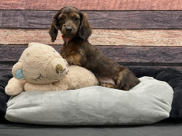 Dachshund-DOG-Female-Red-24160-Petland Scottsdale, Arizona