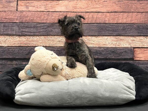Cairn Terrier-DOG-Female-Brindle-24159-Petland Scottsdale, Arizona