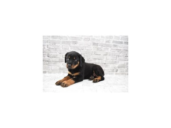 Rottweiler-DOG-Female-Black and Rust-24186-Petland Scottsdale, Arizona