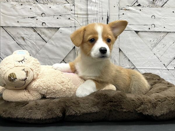 Pembroke Welsh Corgi-DOG-Female-Sable / White-24209-Petland Scottsdale, Arizona