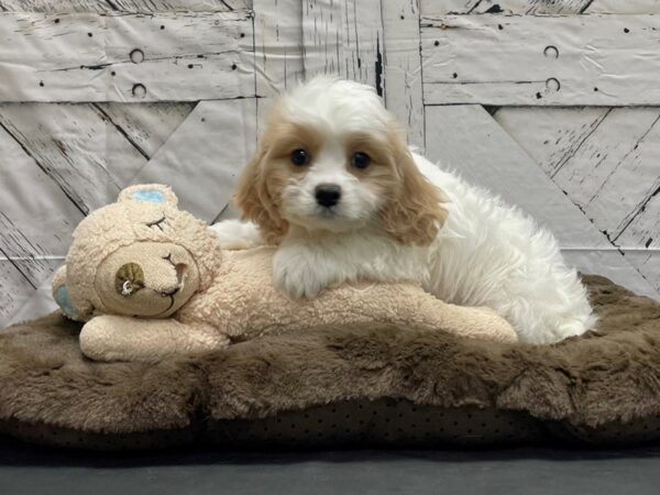 Bichon Frise/Cavalier King Charles Spaniel-DOG-Female-Blenheim-24208-Petland Scottsdale, Arizona