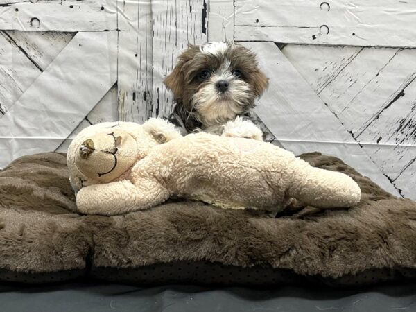Bichon Frise/Shih Tzu-DOG-Female-Blue / White-24207-Petland Scottsdale, Arizona