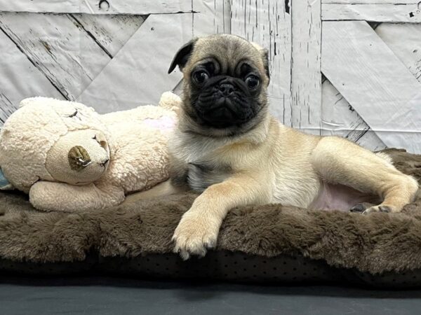 Pug-DOG-Male-Fawn-24206-Petland Scottsdale, Arizona
