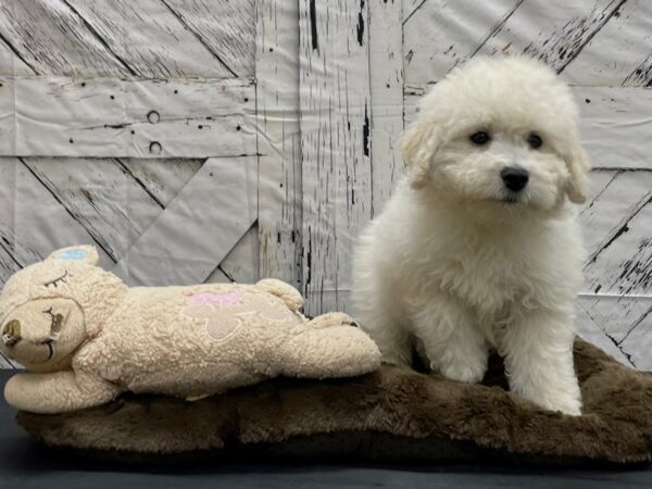 F1B Mini Goldendoodle-DOG-Male-Cream-24205-Petland Scottsdale, Arizona