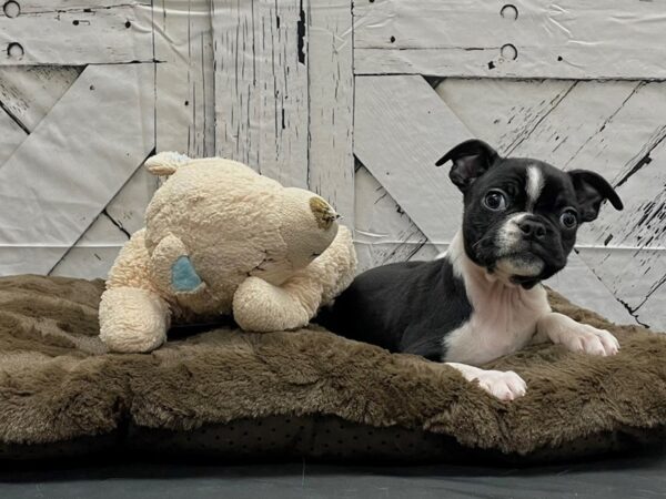 Boston Terrier-DOG-Female-Black / White-24204-Petland Scottsdale, Arizona