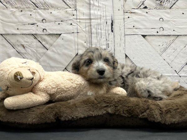 Poodle/Toy Australian Shepherd-DOG-Male-Blue Merle-24203-Petland Scottsdale, Arizona
