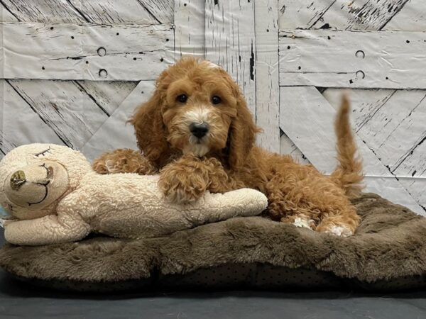 F1B Mini Goldendoodle-DOG-Male-Red-24202-Petland Scottsdale, Arizona
