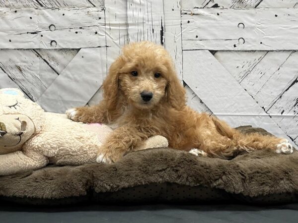F1B Mini Goldendoodle-DOG-Female-Apricot-24201-Petland Scottsdale, Arizona
