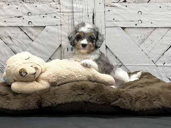 Cavalier King Charles Spaniel/Poodle-DOG-Male-White Blue Merle / Tan-24200-Petland Scottsdale, Arizona