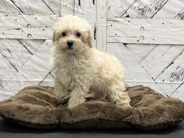 Poodle-DOG-Male-Cream-24199-Petland Scottsdale, Arizona