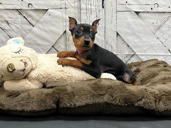 Miniature Pinscher-DOG-Female-Black / Tan-24198-Petland Scottsdale, Arizona