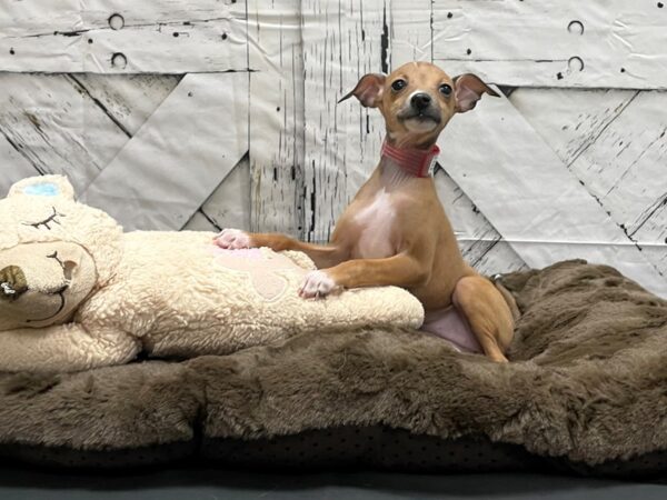 Italian Greyhound-DOG-Female-Red Fawn-24197-Petland Scottsdale, Arizona