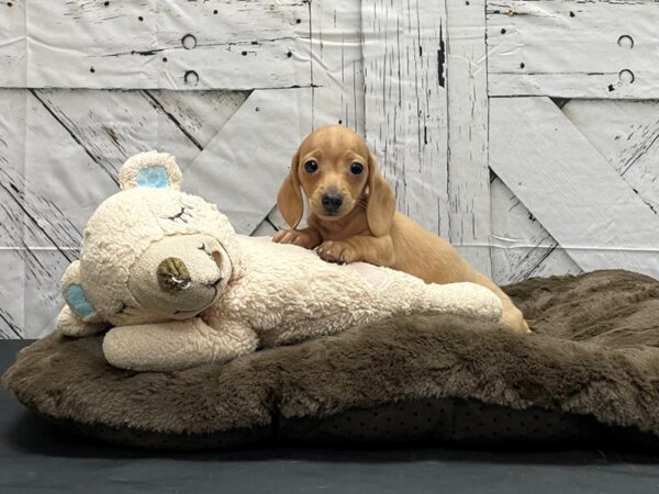 Dachshund-DOG-Female-Red-24196-Petland Scottsdale, Arizona
