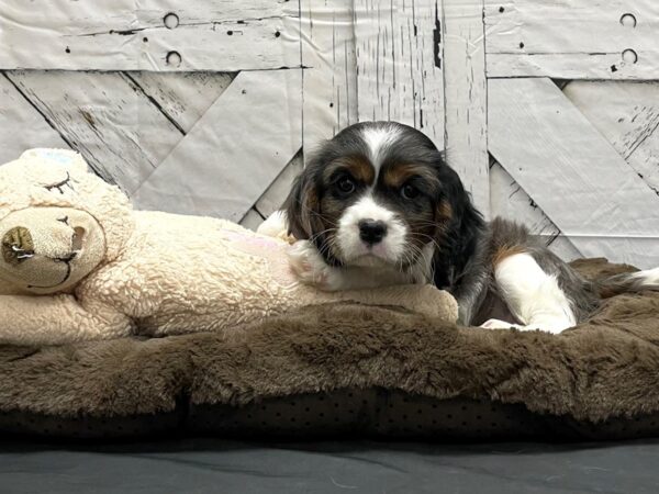 Cavalier King Charles Spaniel-DOG-Female-Blue Merle White / Tan-24195-Petland Scottsdale, Arizona