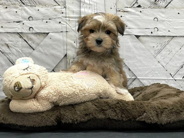 Maltese/Yorkshire Terrier-DOG-Female-Gold-24194-Petland Scottsdale, Arizona
