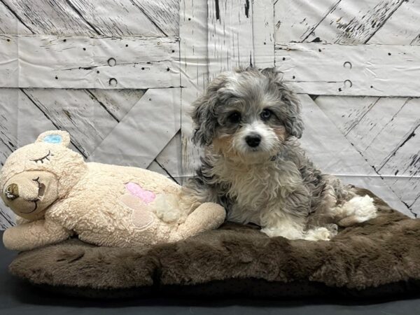 F1B Mini Bernadoodle-DOG-Male-Tri Color-24193-Petland Scottsdale, Arizona