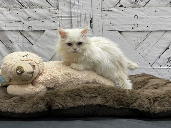 Persian-CAT-Female-Cream-24192-Petland Scottsdale, Arizona