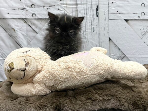 Persian-CAT-Female-Smoke-24191-Petland Scottsdale, Arizona