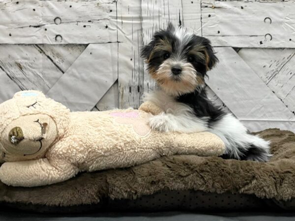 Yorkshire Terrier-DOG-Female-Black Tan and White-24190-Petland Scottsdale, Arizona
