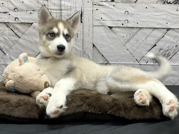 Siberian Husky-DOG-Male-Silver and White-24189-Petland Scottsdale, Arizona