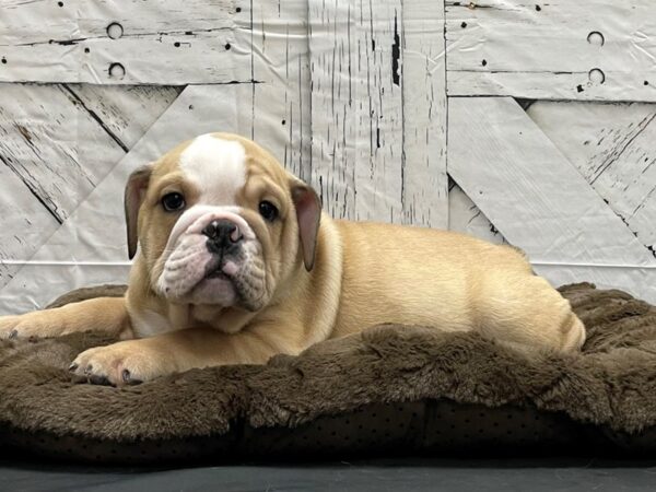 English Bulldog-DOG-Male-Black Red and White-24180-Petland Scottsdale, Arizona