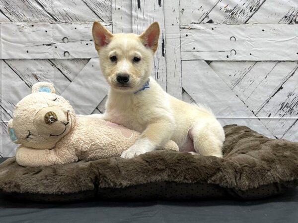 Shiba Inu-DOG-Male-Cream-24188-Petland Scottsdale, Arizona