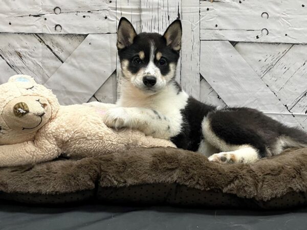 Shiba Inu-DOG-Female-Black and Tan-24187-Petland Scottsdale, Arizona