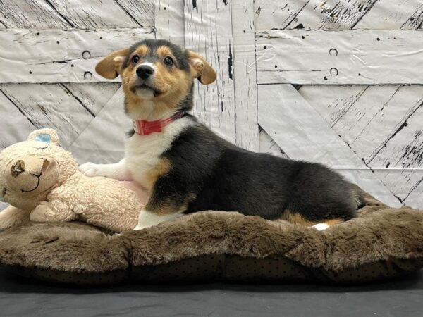 Pembroke Welsh Corgi-DOG-Female-Black and Tan-24185-Petland Scottsdale, Arizona