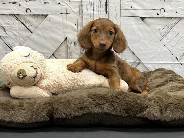 Dachshund-DOG-Male-Chocolate-24183-Petland Scottsdale, Arizona
