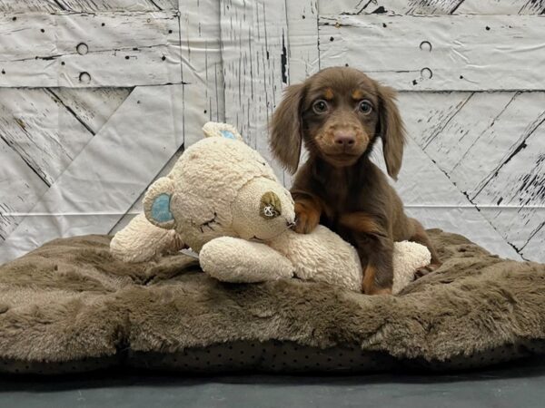 Dachshund-DOG-Female-Chocolate / Tan-24210-Petland Scottsdale, Arizona