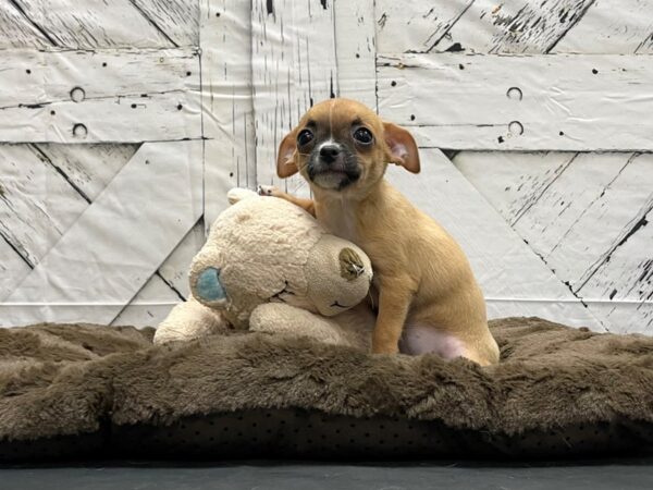 Chihuahua-DOG-Female-Fawn-24182-Petland Scottsdale, Arizona