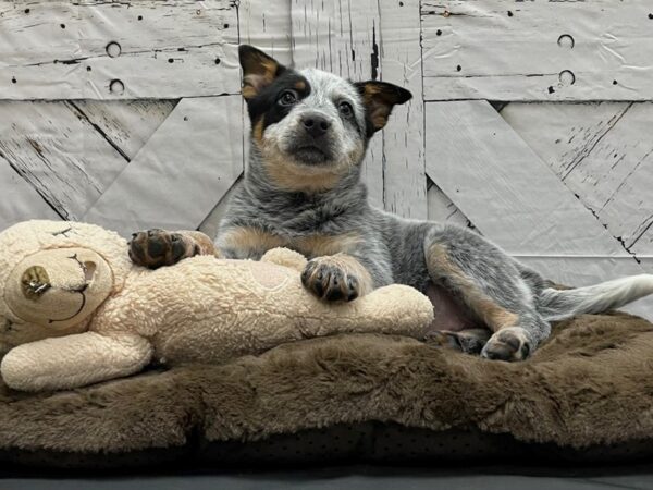 Australian Cattle Dog-DOG-Female-Blue Mottled-24181-Petland Scottsdale, Arizona