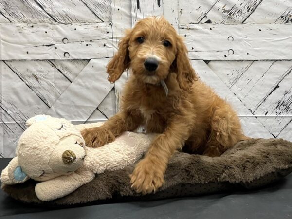 F1B Goldendoodle-DOG-Male-Golden-24211-Petland Scottsdale, Arizona