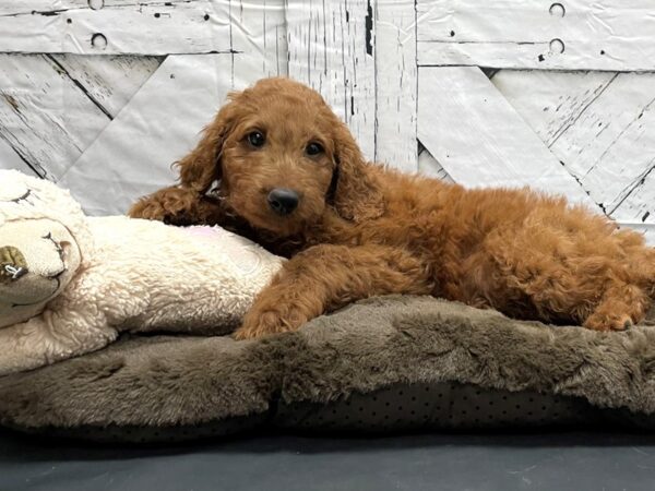 F1B Goldendoodle-DOG-Male-Golden-24212-Petland Scottsdale, Arizona